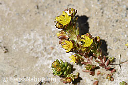 Alpen-Mauerpfeffer (Sedum alpestre) (07.2020, F172025)