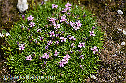 Kalk-Polsternelke (Silene acaulis) (F172030)