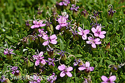 Kalk-Polsternelke (Silene acaulis) (F172031)