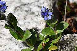 Alpen-Ehrenpreis (Veronica alpina) (07.2020, F172040)