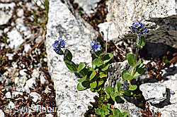 F172041: Alpen-Ehrenpreis (Veronica alpina)