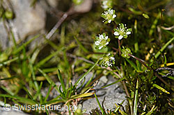 Alpen-Mastkraut (Sagina saginoides) (F172053)