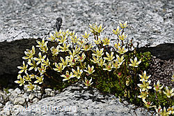 Foto: Moosartiger Steinbrech (Saxifraga bryoides)