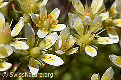 Foto: Moosartiger Steinbrech (Saxifraga bryoides)