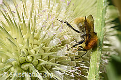 F172120: Hummel