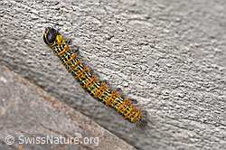 Foto: Mondvogel (Phalera bucephala)