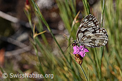 Schachbrett (Melanargia galathea) auf Gewöhnlicher Kartäuser-Nelke (Dianthus carthusianorum) (02.08.2020, F172667)