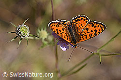 Roter Scheckenfalter (Melitaea didyma) auf Gemeinen Skabiose (Scabiosa columbaria) (02.08.2020, F172683)