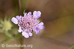 Gemeine Skabiose (Scabiosa columbaria) (02.08.2020, F172686)