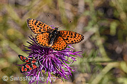 F172694: Roter Scheckenfalter (Melitaea didyma) auf Skabiosen-Flockenblume (Centaurea scabiosa)