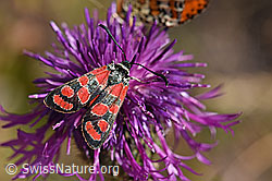 Skabiosen-Flockenblume (Centaurea scabiosa) mit rotem Scheckenfalter