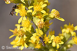 Gelbfleckige Wespenbiene (Nomada flavoguttata) an Echte Goldrute (Solidago virgaurea ssp. virgaurea) (F172747)