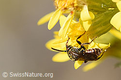 Gelbfleckige Wespenbiene (Nomada flavoguttata) an Echte Goldrute (Solidago virgaurea ssp. virgaurea) (F172751)