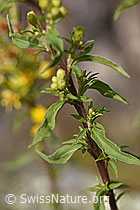 Echte Goldrute (Solidago virgaurea ssp. virgaurea) (F172755)