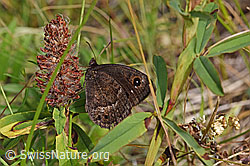 Purpur-Klee (Trifolium rubens)