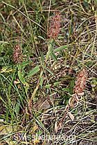 Purpur-Klee (Trifolium rubens) (F172766)