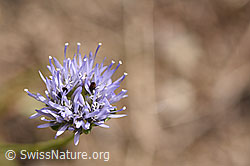 Berg-Jasione (Jasione montana) (02.08.2020, F172767)