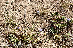 Berg-Jasione (Jasione montana) (F172769)