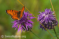 Skabiosen-Flockenblume (Centaurea scabiosa) mit rotem Scheckenfalter