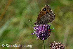 Skabiosen-Flockenblume (Centaurea scabiosa) mit rotem Scheckenfalter