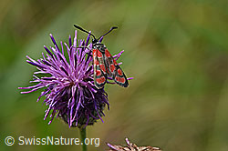 Esparsetten-Widderchen (Zygaena carniolica) auf Skabiosen-Flockenblume (Centaurea scabiosa) (F172794)