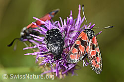 Skabiosen-Flockenblume (Centaurea scabiosa) mit rotem Scheckenfalter