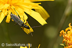 Graugrüner Schenkelkäfer (Oedemera virescens) (02.08.2020, F172818)
