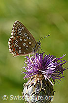 Skabiosen-Flockenblume (Centaurea scabiosa) mit rotem Scheckenfalter