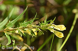 Heide-Wachtelweizen (Melampyrum pratense) (F172846)