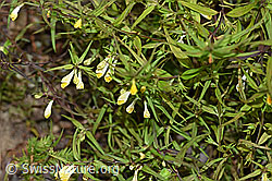 Heide-Wachtelweizen (Melampyrum pratense) (F172864)