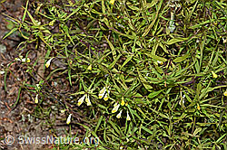 Heide-Wachtelweizen (Melampyrum pratense) (F172866)