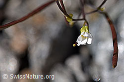 F172971: Alpen-Gänsekresse (Arabis alpina)