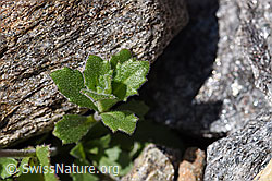 F172973: Alpen-Gänsekresse (Arabis alpina)