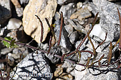 F172975: Alpen-Gänsekresse (Arabis alpina)