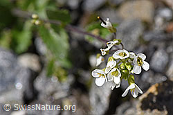 F172992: Alpen-Gänsekresse (Arabis alpina)
