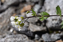 F172993: Alpen-Gänsekresse (Arabis alpina)