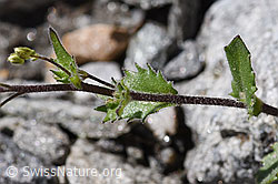 F172994: Alpen-Gänsekresse (Arabis alpina)