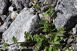 F172995: Alpen-Gänsekresse (Arabis alpina)