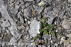 F172996: Alpen-Gänsekresse (Arabis alpina)