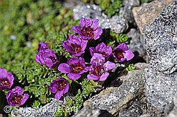 F172998: Gegenblättriger Steinbrech (Saxifraga oppositifolia)
