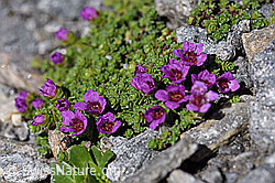 F173000: Gegenblättriger Steinbrech (Saxifraga oppositifolia)