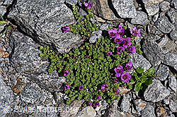 F173002: Gegenblättriger Steinbrech (Saxifraga oppositifolia)