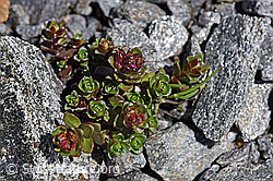 Zweiblütiger Steinbrech (Saxifraga biflora) (F173005)