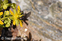 Zaphne ambigua on Saxifraga aizoides (F173044) Zaphne ambigua on Saxifraga aizoides (F173044)