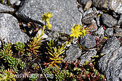 Saxifraga aizoides (F173053)