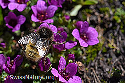 Bergwaldhummel (Bombus wurflenii)<br/>Gegenblättriger Steinbrech (Saxifraga oppositifolia)