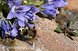 Höhen-Hummel (Bombus sichelii) auf Mont Cenis-Glockenblume (Campanula cenisia) (F173151)