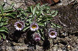 Einköpfiges Berufkraut (Erigeron uniflorus) (F173166) Einköpfiges Berufkraut (Erigeron uniflorus) (F173166)