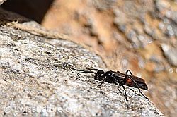 Anoplius infuscatus (Wegwespe) (F173196)
