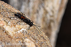 Anoplius infuscatus (Wegwespe) (F173200)